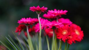 transvaal daisy, flowers, plant